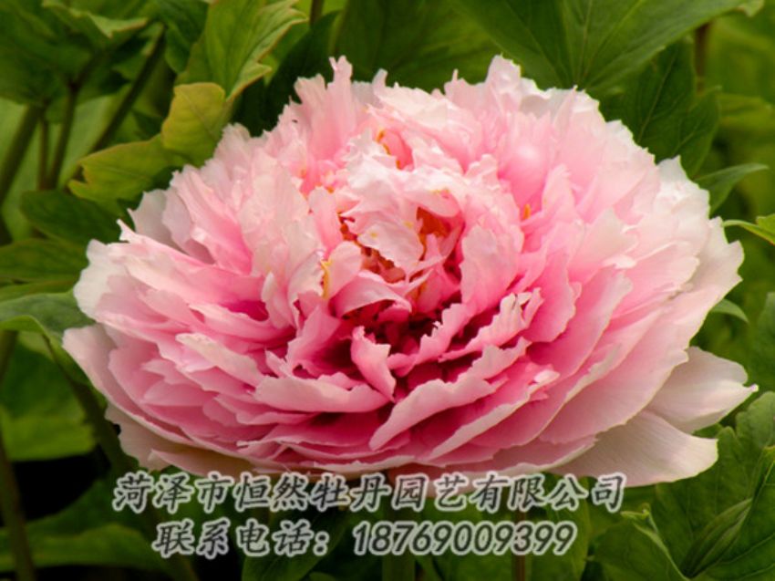 點(diǎn)擊查看詳細(xì)信息<br>標(biāo)題：粉色牡丹 閱讀次數(shù)：2131