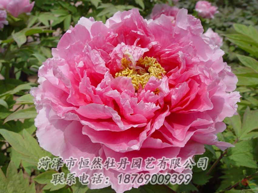 點(diǎn)擊查看詳細(xì)信息<br>標(biāo)題：粉色牡丹 閱讀次數(shù)：2094