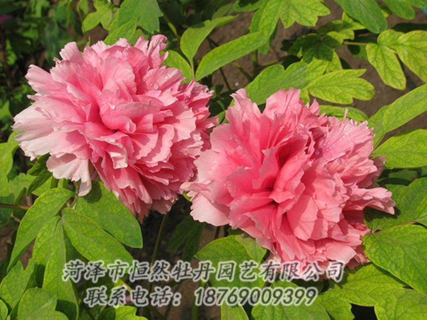 點(diǎn)擊查看詳細(xì)信息<br>標(biāo)題：粉色牡丹 閱讀次數(shù)：1941