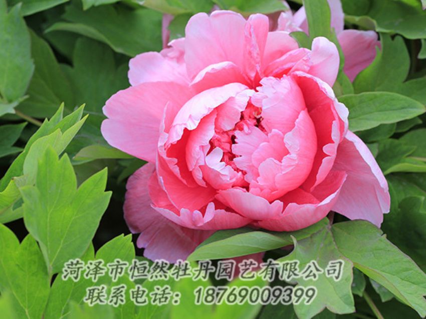 點(diǎn)擊查看詳細(xì)信息<br>標(biāo)題：粉色牡丹 閱讀次數(shù)：1926