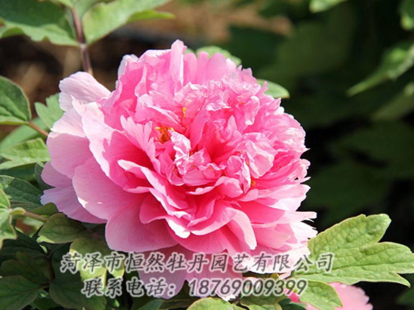 點(diǎn)擊查看詳細(xì)信息<br>標(biāo)題：粉色牡丹 閱讀次數(shù)：1966