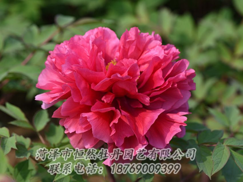 點(diǎn)擊查看詳細(xì)信息<br>標(biāo)題：紅色牡丹 閱讀次數(shù)：2076