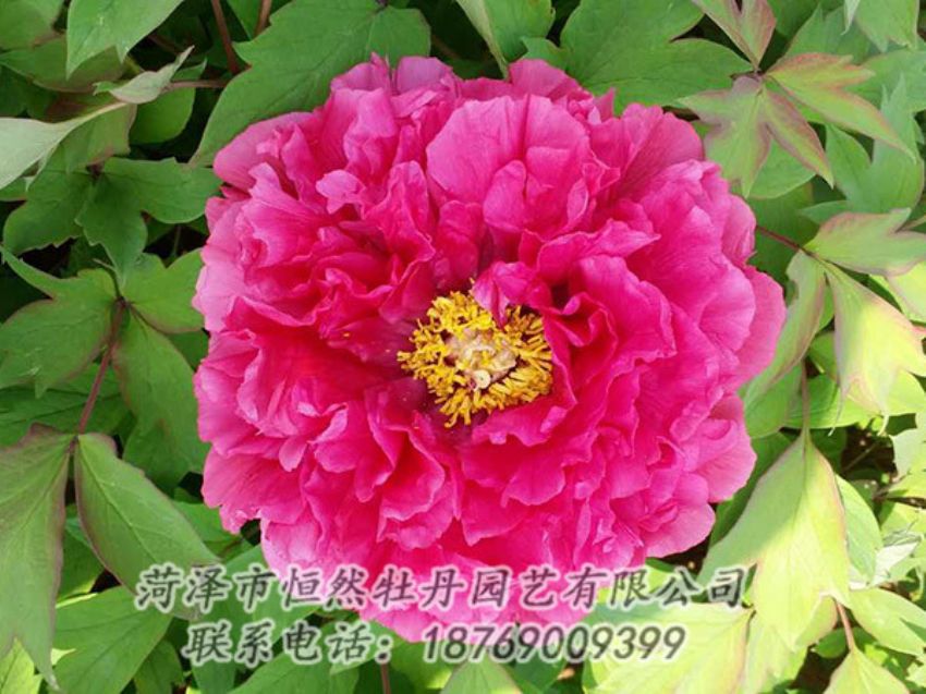 點(diǎn)擊查看詳細(xì)信息<br>標(biāo)題：紅色牡丹 閱讀次數(shù)：2197