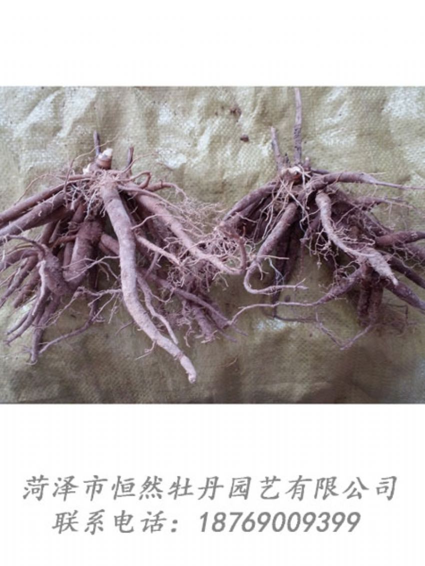 點(diǎn)擊查看詳細(xì)信息<br>標(biāo)題：二年芍藥苗 閱讀次數(shù)：2008