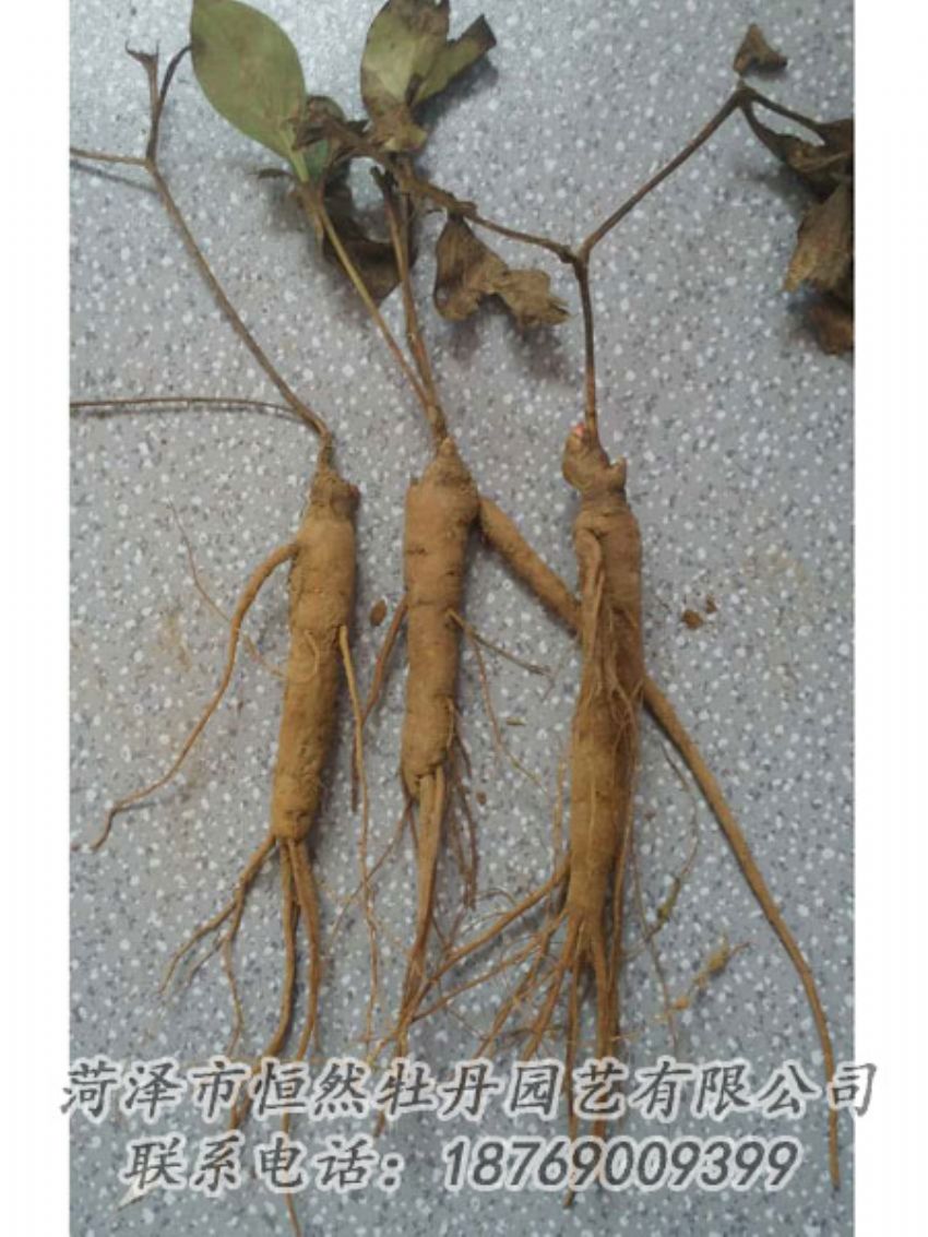 點(diǎn)擊查看詳細(xì)信息<br>標(biāo)題：芍藥苗 閱讀次數(shù)：2022