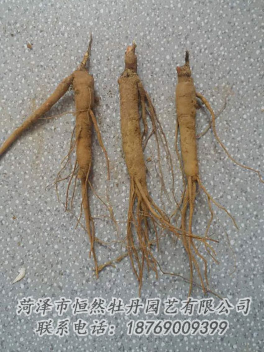 點(diǎn)擊查看詳細(xì)信息<br>標(biāo)題：芍藥苗 閱讀次數(shù)：2111