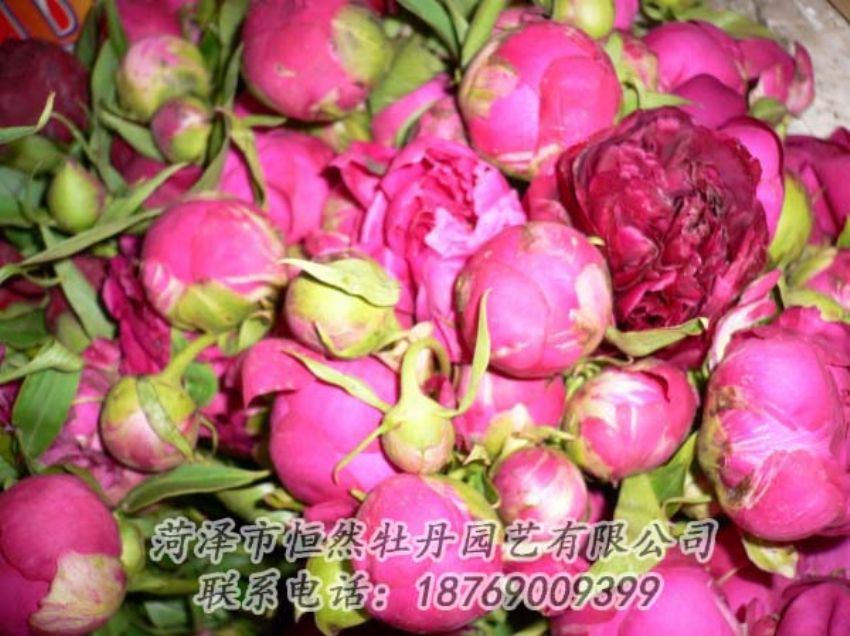 點擊查看詳細信息<br>標(biāo)題：芍藥切花 閱讀次數(shù)：2153