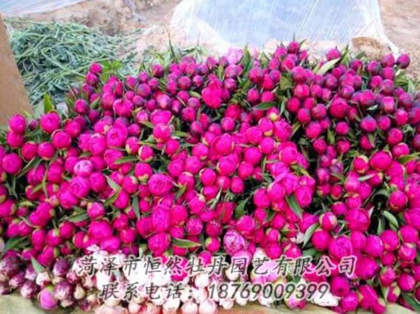 點(diǎn)擊查看詳細(xì)信息<br>標(biāo)題：芍藥切花 閱讀次數(shù)：2126