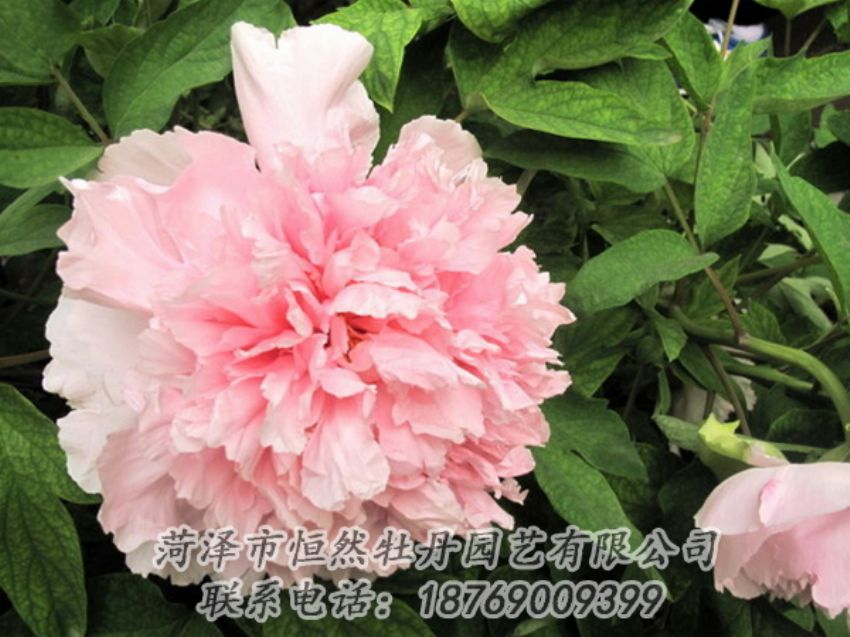 點(diǎn)擊查看詳細(xì)信息<br>標(biāo)題：粉色牡丹 閱讀次數(shù)：1875