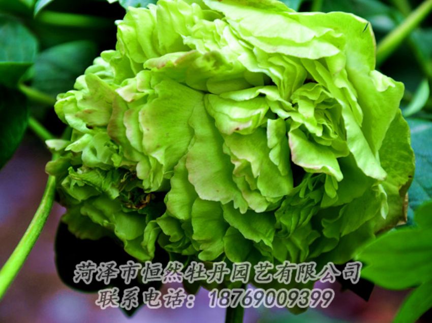 點(diǎn)擊查看詳細(xì)信息<br>標(biāo)題：綠色牡丹 閱讀次數(shù)：1988