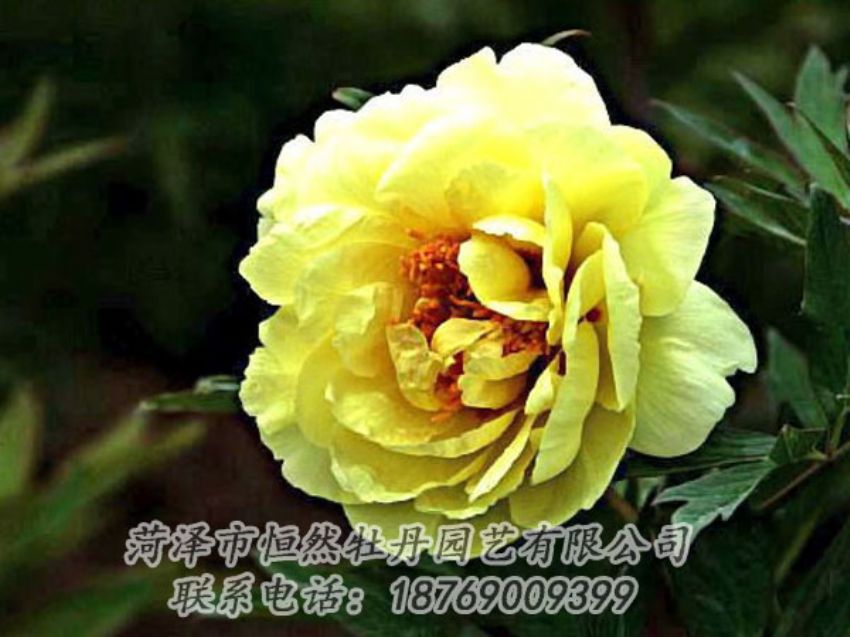點(diǎn)擊查看詳細(xì)信息<br>標(biāo)題：黃色牡丹 閱讀次數(shù)：1910