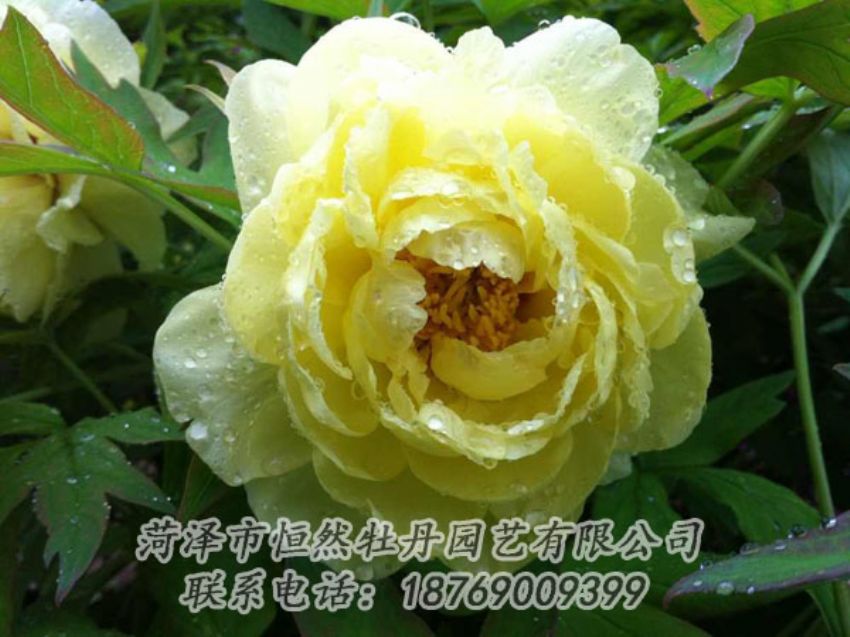 點(diǎn)擊查看詳細(xì)信息<br>標(biāo)題：黃色牡丹 閱讀次數(shù)：1892