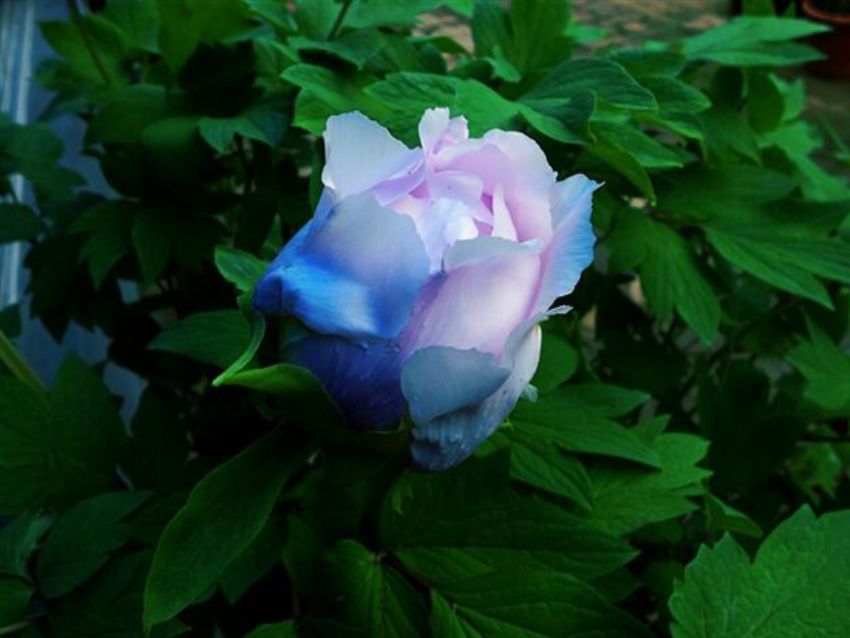 點(diǎn)擊查看詳細(xì)信息<br>標(biāo)題：藍(lán)花魁 閱讀次數(shù)：2247