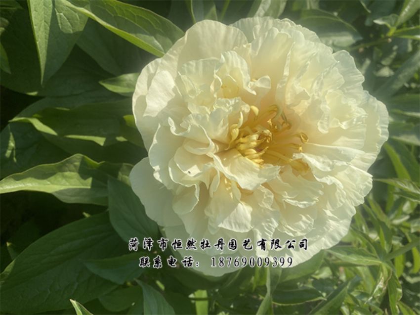 點(diǎn)擊查看詳細(xì)信息<br>標(biāo)題：進(jìn)口芍藥 閱讀次數(shù)：436