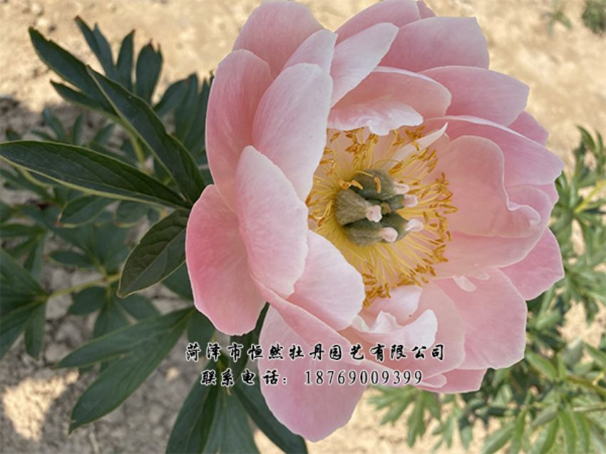 點(diǎn)擊查看詳細(xì)信息<br>標(biāo)題：進(jìn)口芍藥 閱讀次數(shù)：414