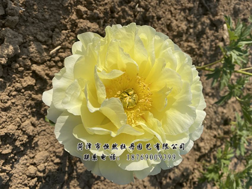 點(diǎn)擊查看詳細(xì)信息<br>標(biāo)題：進(jìn)口芍藥 閱讀次數(shù)：401