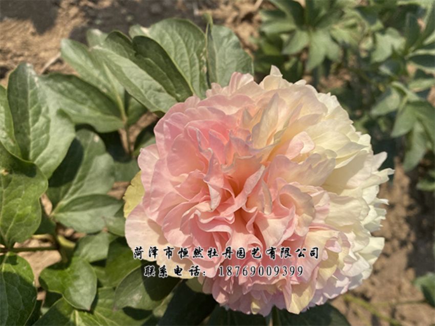 點(diǎn)擊查看詳細(xì)信息<br>標(biāo)題：進(jìn)口芍藥 閱讀次數(shù)：427